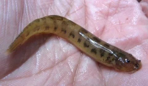 Candiru assusta banhistas no norte do país