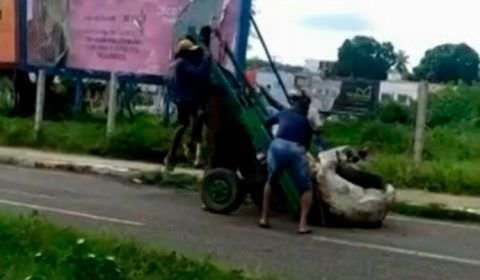 Cavalo fica pendurado em carroça por excesso de carga