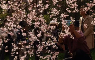 Crise climática faz flores de cerejeira do Japão florescerem mais cedo