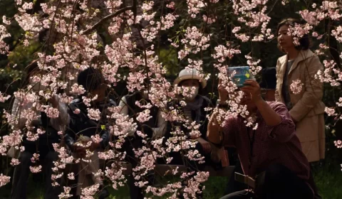 Crise climática faz flores de cerejeira do Japão florescerem mais cedo