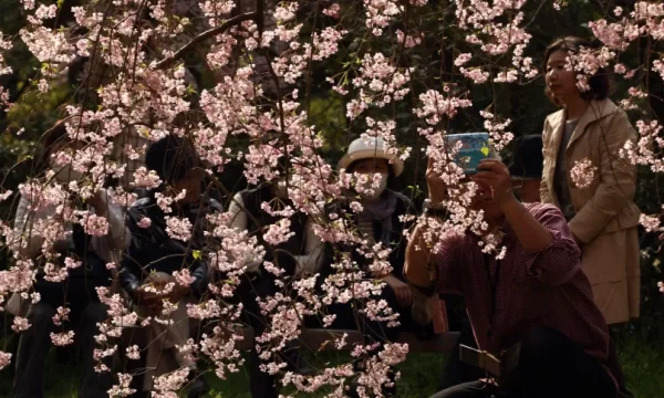 Crise climática faz flores de cerejeira do Japão florescerem mais cedo