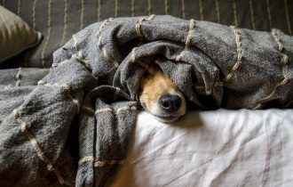 Frio do inverno pode afetar a saúde dos pets