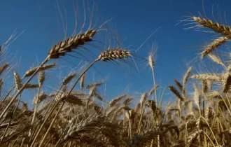 Inflação, guerra e pandemia fazem preço do trigo disparar 130%