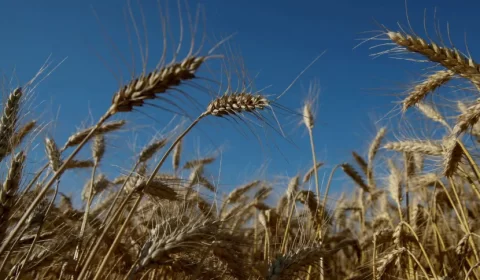 Inflação, guerra e pandemia fazem preço do trigo disparar 130%