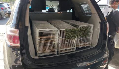 PF realiza operação contra crimes ambientais