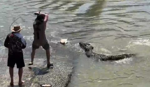 Vídeo: Pescador disputa peixe com crocodilo