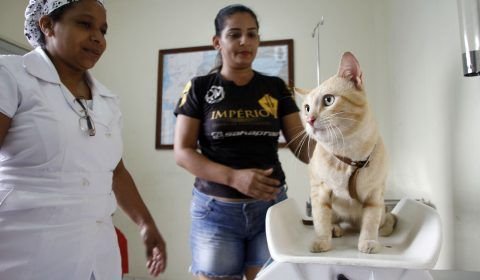 CCZ informa calendário trimestral para agendamento de castração de cães e gatos