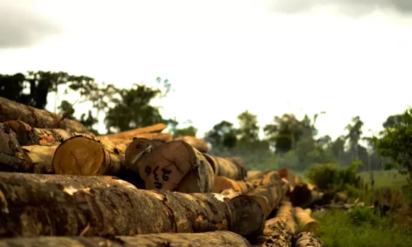 Operação identifica desmatamento ilegal nos municípios de Autazes e Manaquiri