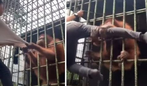 Jovem tenta filmar perto demais da jaula de orangotango e quase perde a perna