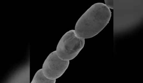 Maior bactéria do mundo é descoberta e cientistas comparam a forma de cílio humano