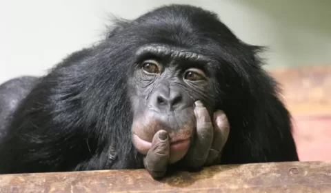 O que há no cérebro humano que nos torna mais inteligentes do que outros animais?