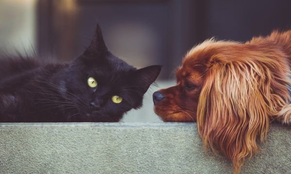 Saiba como trazer mais diversão para o pet em espaços pequenos 