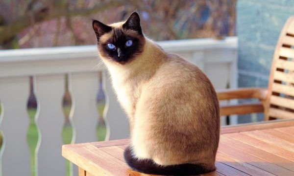 Vermifugação é uma boa alternativa para evitar a verminose em gatos