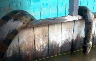 Vídeo impressionante mostra sucuri gigante capturada no Amazonas