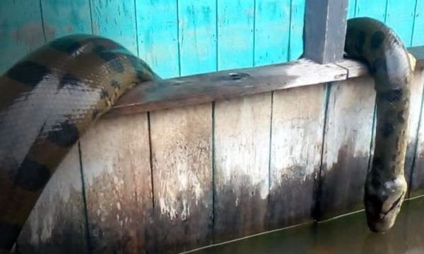 Vídeo impressionante mostra sucuri gigante capturada no Amazonas