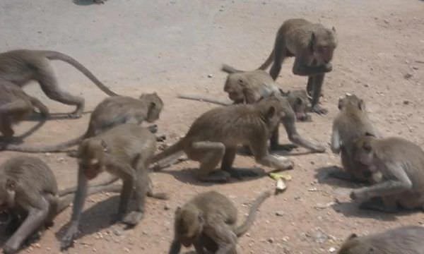 Bebê morre após ser arremessado por macacos do terraço de casa