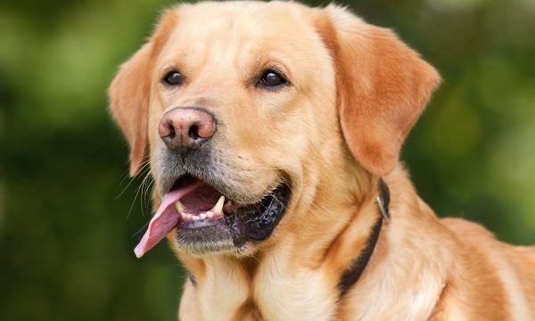 Cães: um amor de doze mil anos