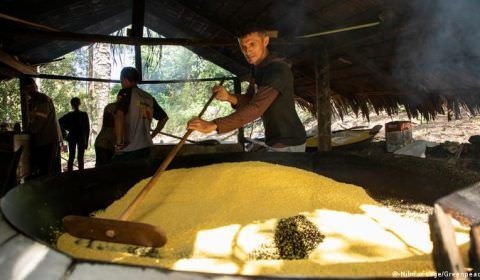 Desmatamento ameaça cultivo milenar de mandioca na Amazônia