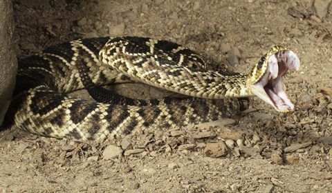 Polícia descobre que mulher mordida por cascavel tinha 110 cobras em casa