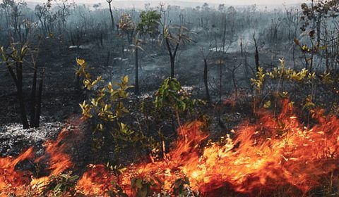 Queimadas na Amazônia registram pior mês de junho desde 2007