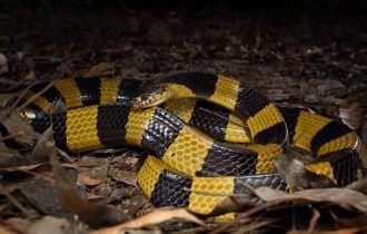 Cobra super venenosa pica e mata homem que se exibia com animal enrolado no pescoço