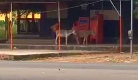 Vídeo: Homem é flagrado praticando zoofilia em público