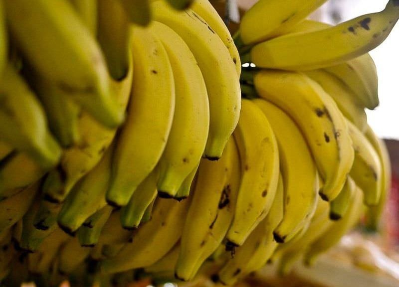 dia da banana conheça benefícios e curiosidades sobre a fruta dia a