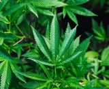 Comercialização de cannabis medicinal e suplementos é alvo de investigação