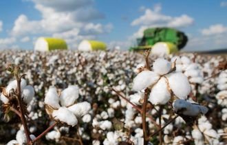 Produção global de algodão deve somar 24,71 milhões de t em 2022/23, diz Icac