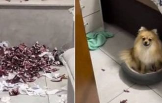 Vídeo: Cachorrinho destrói R$ 875 em figurinhas da Copa