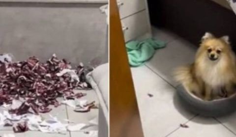 Vídeo: Cachorrinho destrói R$ 875 em figurinhas da Copa