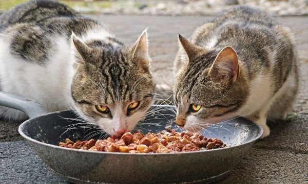 Saiba como cuidar da higiene bucal dos pets