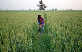 Área de plantio de trigo da Índia aumenta quase 11% na esteira de preços recordes