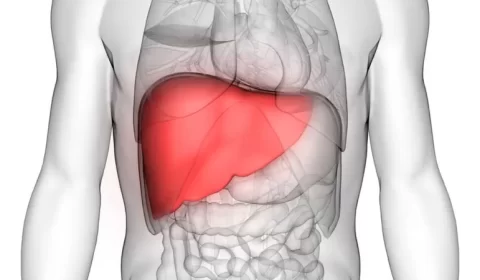 Bactéria da hanseníase pode ser chave para regeneração de órgãos humanos