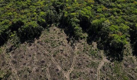 Brasil e nações com floresta tropical unem forças para salvar a selva