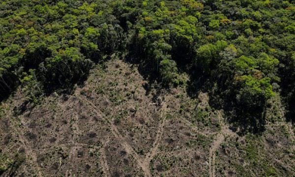 Brasil e nações com floresta tropical unem forças para salvar a selva