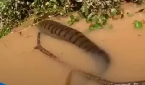 ‘Comeu capivara?’ Sucuri gigante assusta pescador; veja vídeo