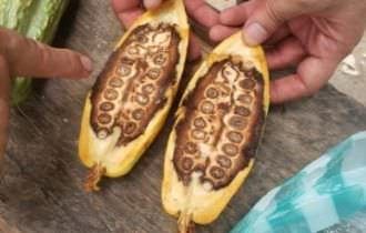 Nova praga devastadora é detectada no Amazonas