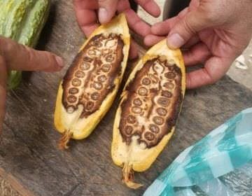Nova praga devastadora é detectada no Amazonas