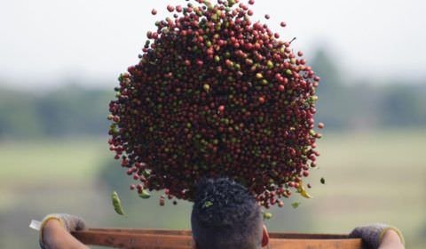 Cafeicultura no Amazonas tem perspectivas promissoras e novos desafios