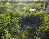 Estudo encontra agrotóxicos proibidos em plantas medicinais usadas por indígenas em Mato Grosso