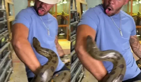 VÍDEO: Homem é picado várias vezes em ataque de Anaconda