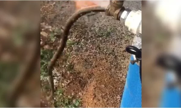 Cobra sai de torneira durante inauguração de poço e assusta moradores no Ceará