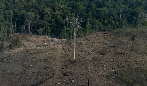 Com 62% da floresta, Brasil responde por 80% de todo o desmate na Amazônia