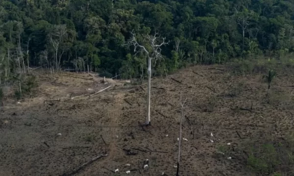 Com 62% da floresta, Brasil responde por 80% de todo o desmate na Amazônia