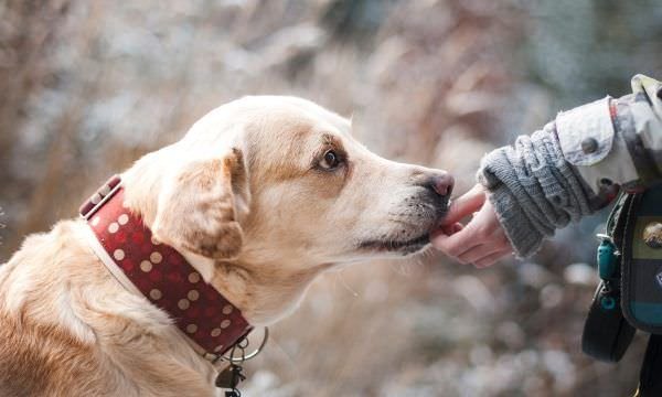 Pets e a sensibilidade aos sons