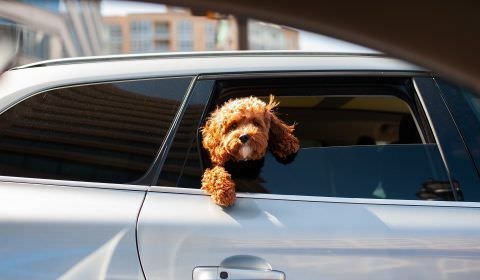 Mercado pet corre para atender aumento da população felina no Brasil
