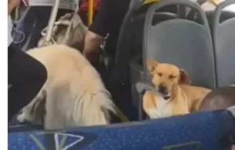 Cachorros andam de ônibus como humanos ; veja