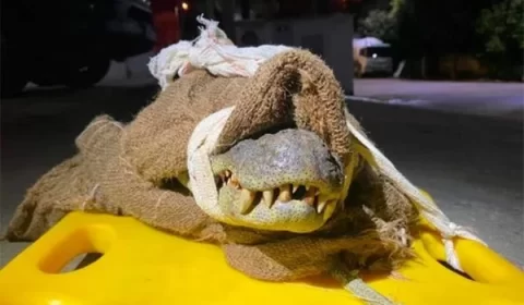 Pescador é atacado por jacaré de quase dois metros