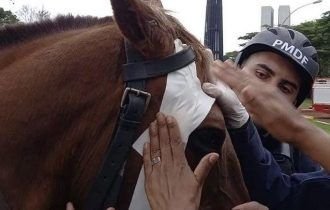 Veja o momento em que golpistas bolsonaristas agridem cavalo e policial (vídeo)